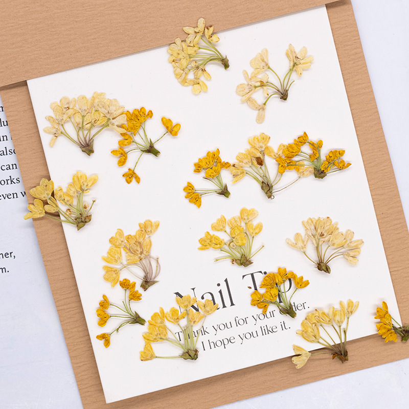 24 Piezas de Flores Naturales  - Dried Flower Bookmark reseña y precio