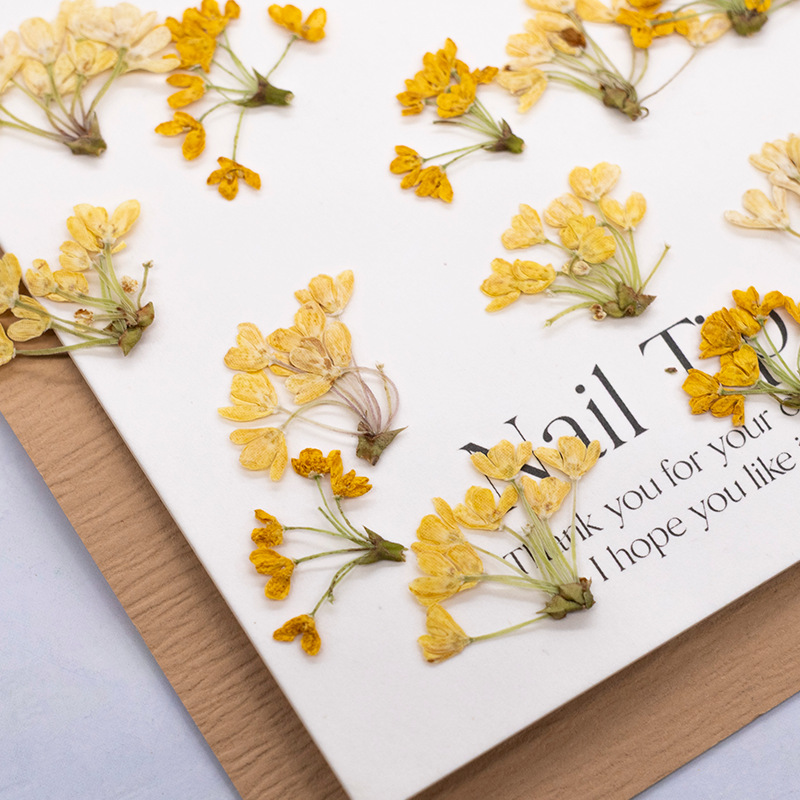 24 Piezas de Flores Naturales  - Dried Flower Bookmark reseña y precio