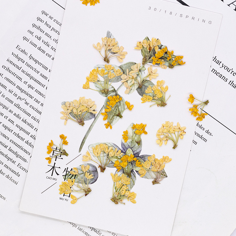 24 Piezas de Flores Naturales  - Dried Flower Bookmark reseña y precio